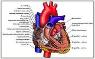 Coeur et Travail